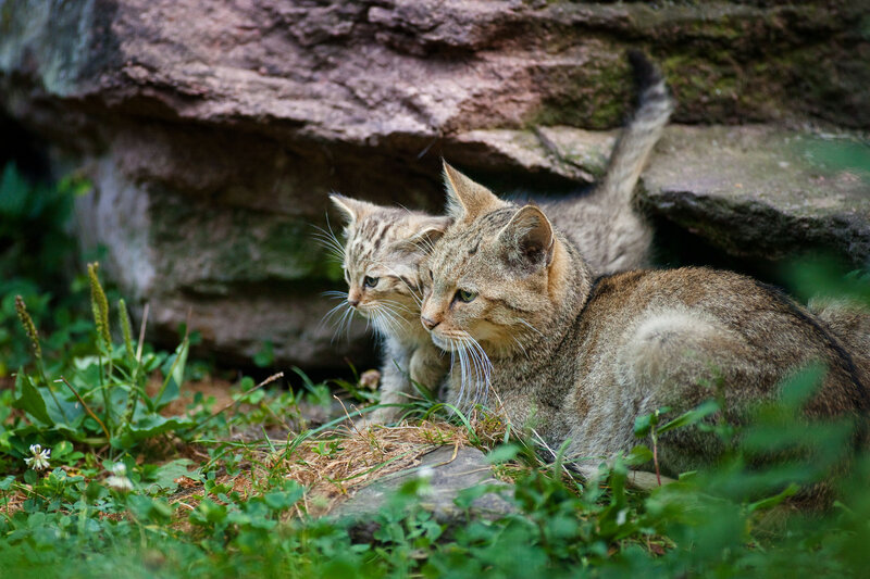 Wild Cat and Kitten