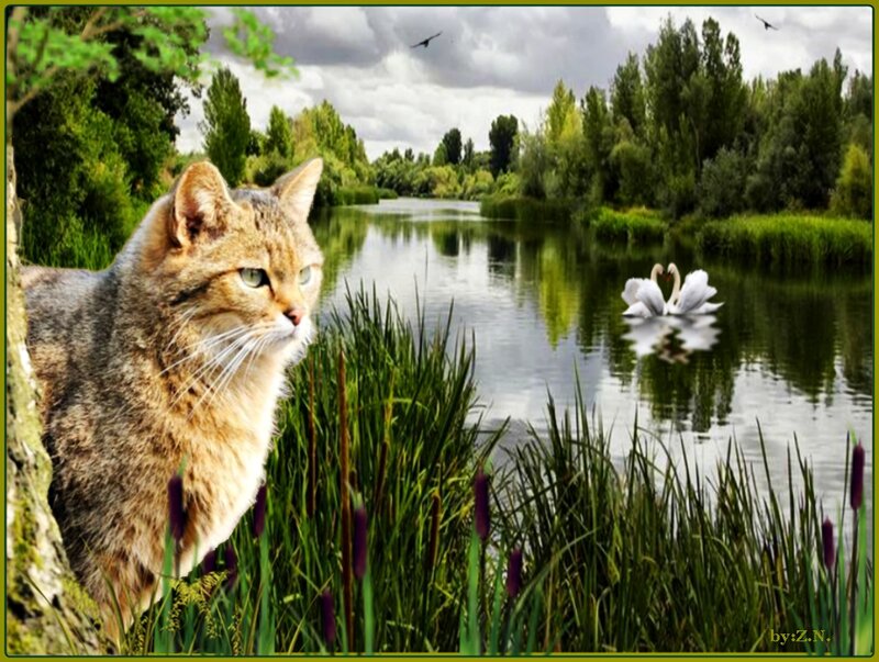 Wild Cat by a River