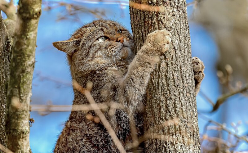 Wild Cat Climbing Tree