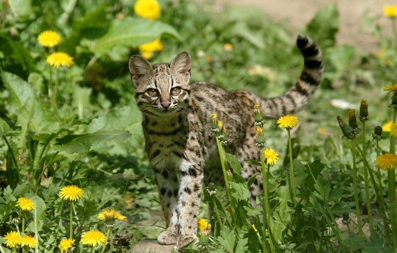 Wild cat in a field of dandelions