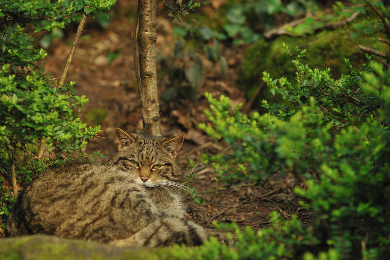Wild Cat in Bushes