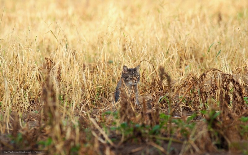 Wild cat in dry grass