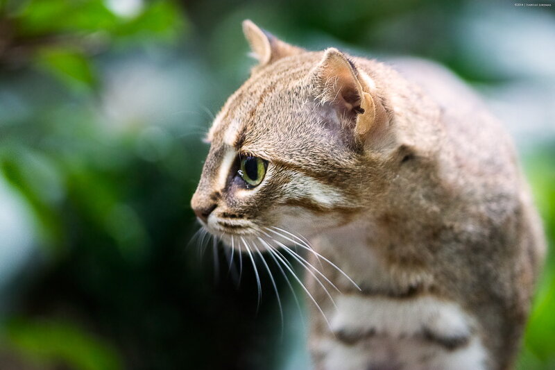 Wild Cat in Foliage — Brown