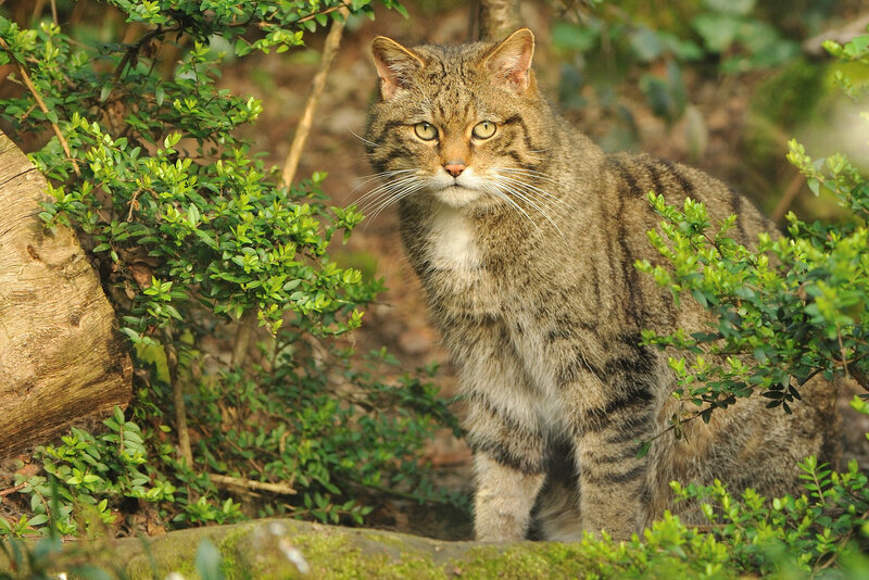 Wild Cat in Foliage — Green