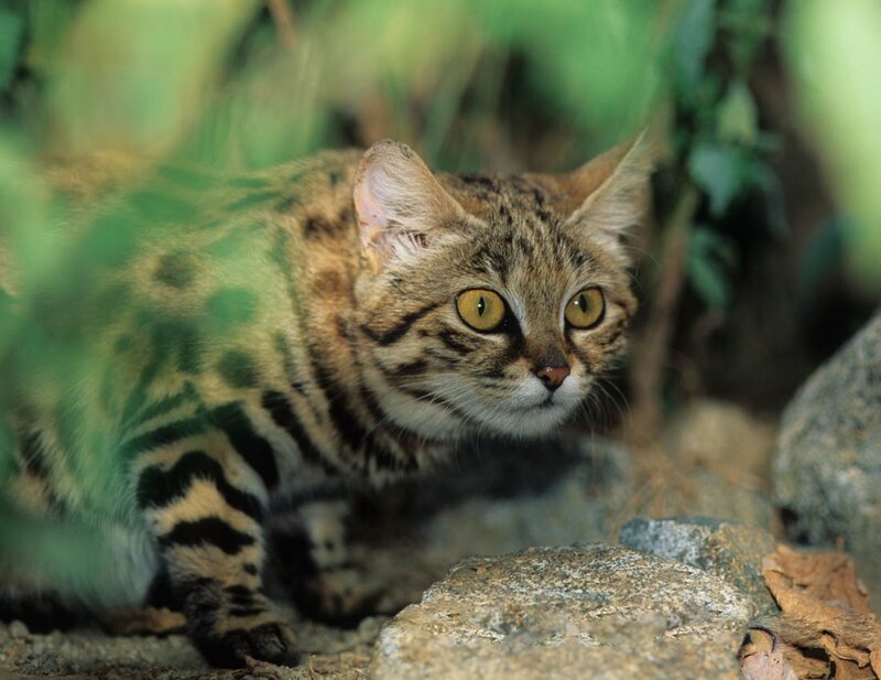 Wild Cat in Foliage