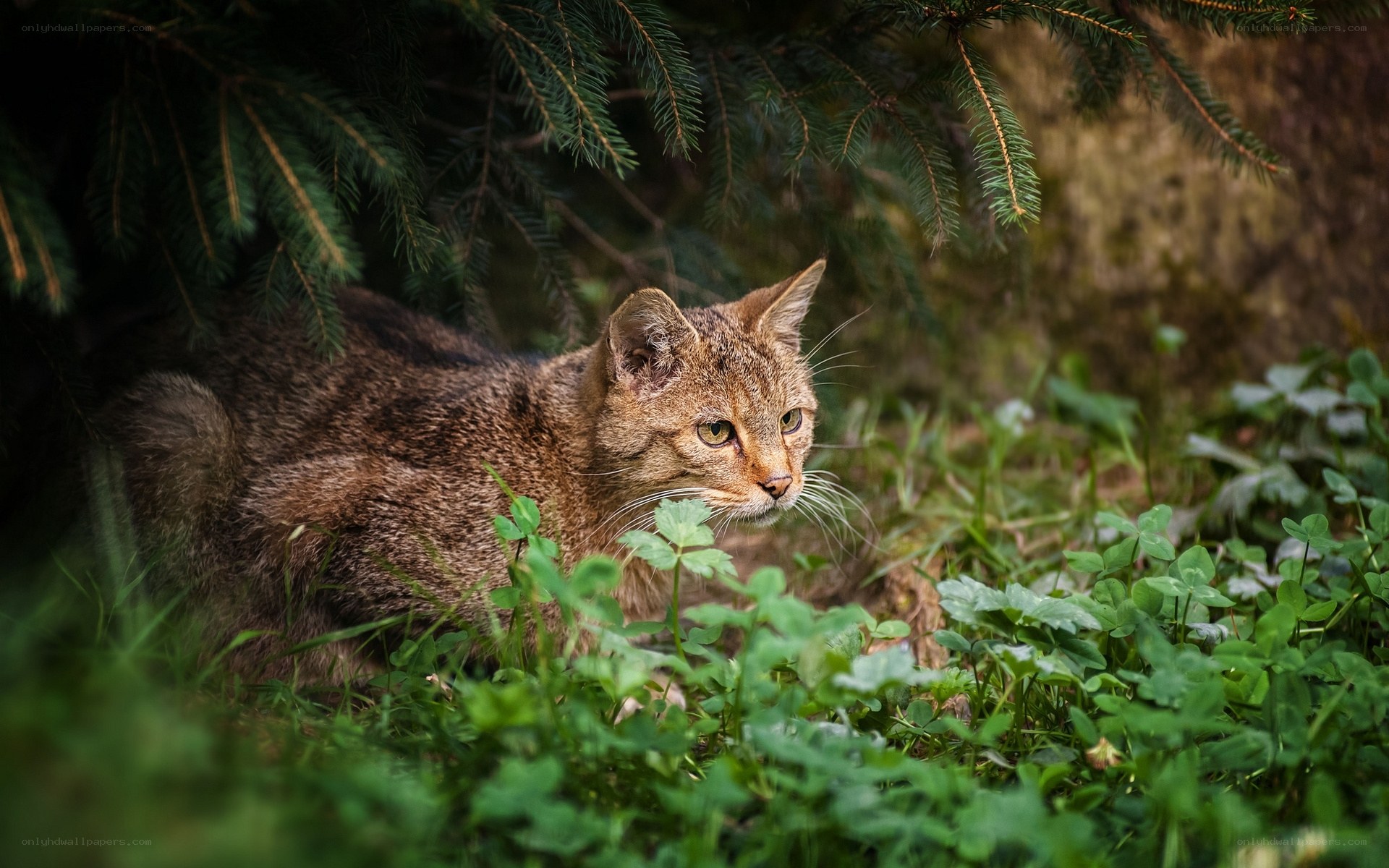 Wild cat in forest undergrowth