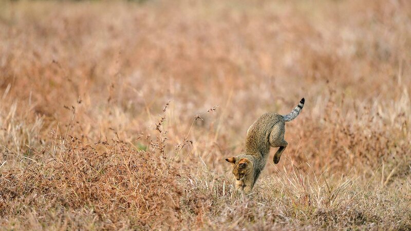 Wild Cat in Grass — Brown, Natural