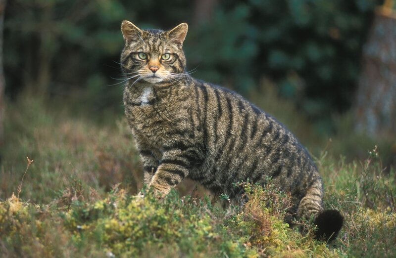 Wild Cat in Grass — Brown