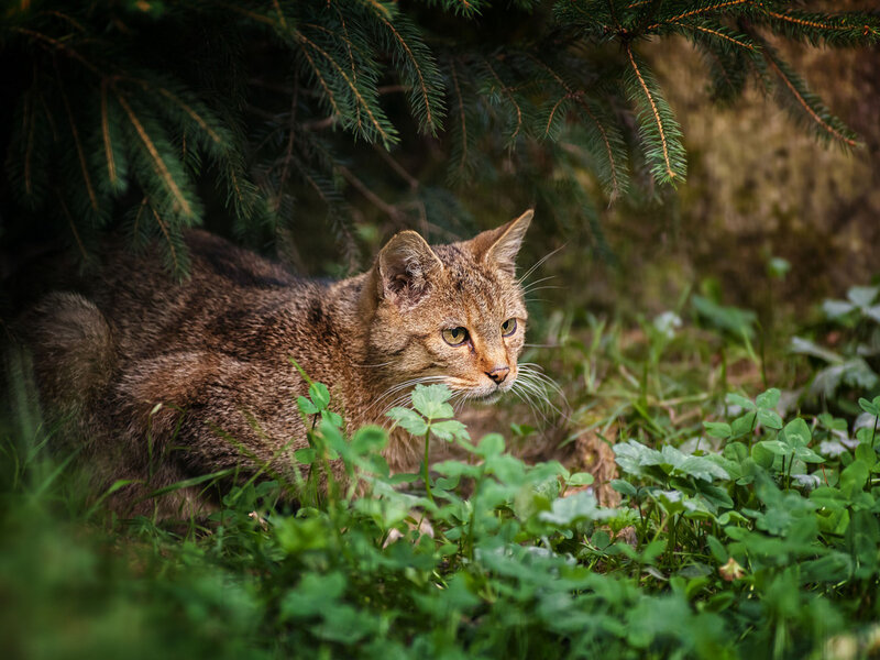 Wild Cat in Grass — Green
