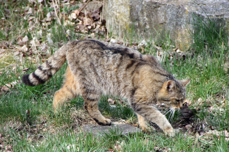 Wild Cat in Grass