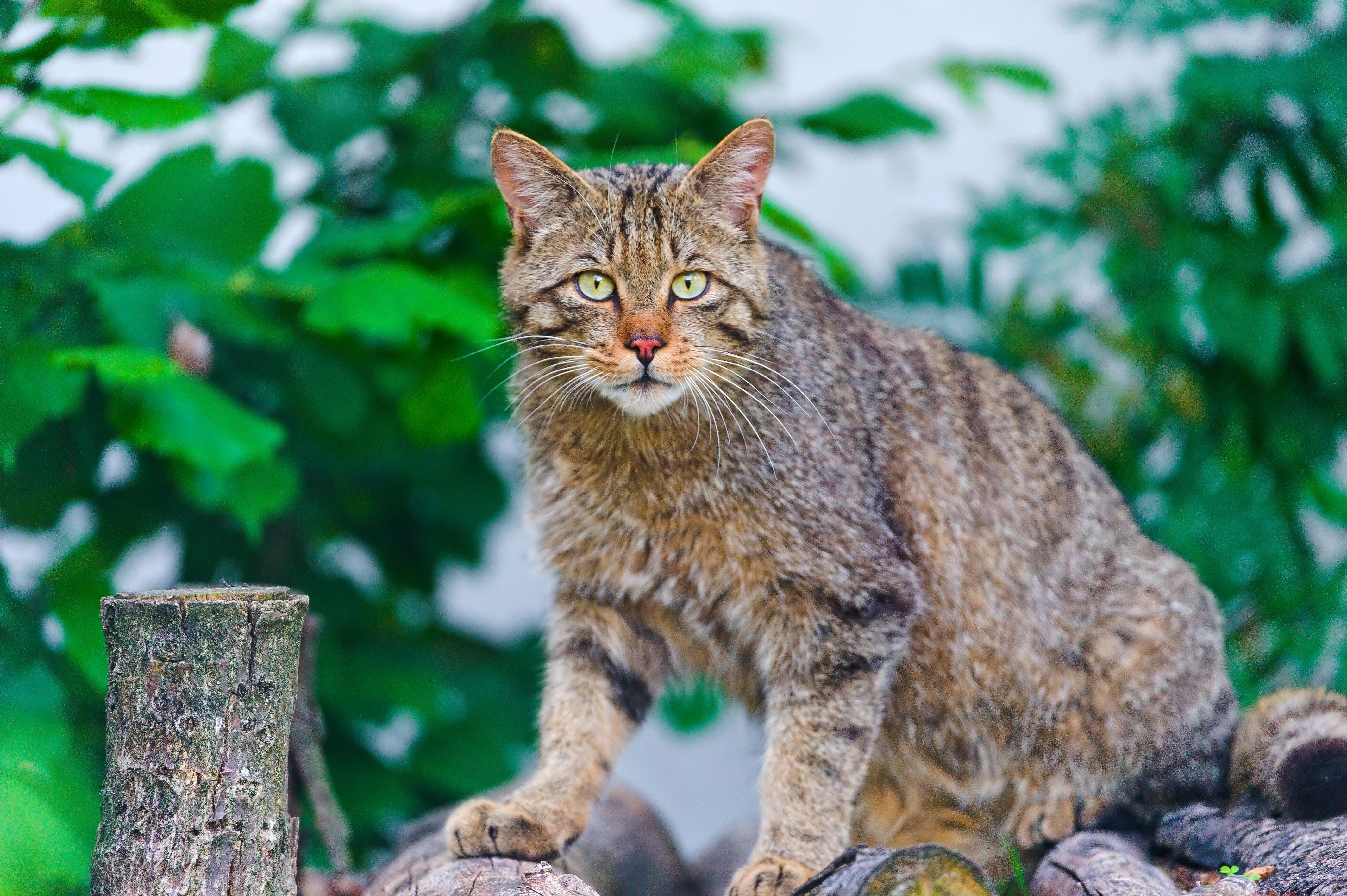Wild cat in green foliage