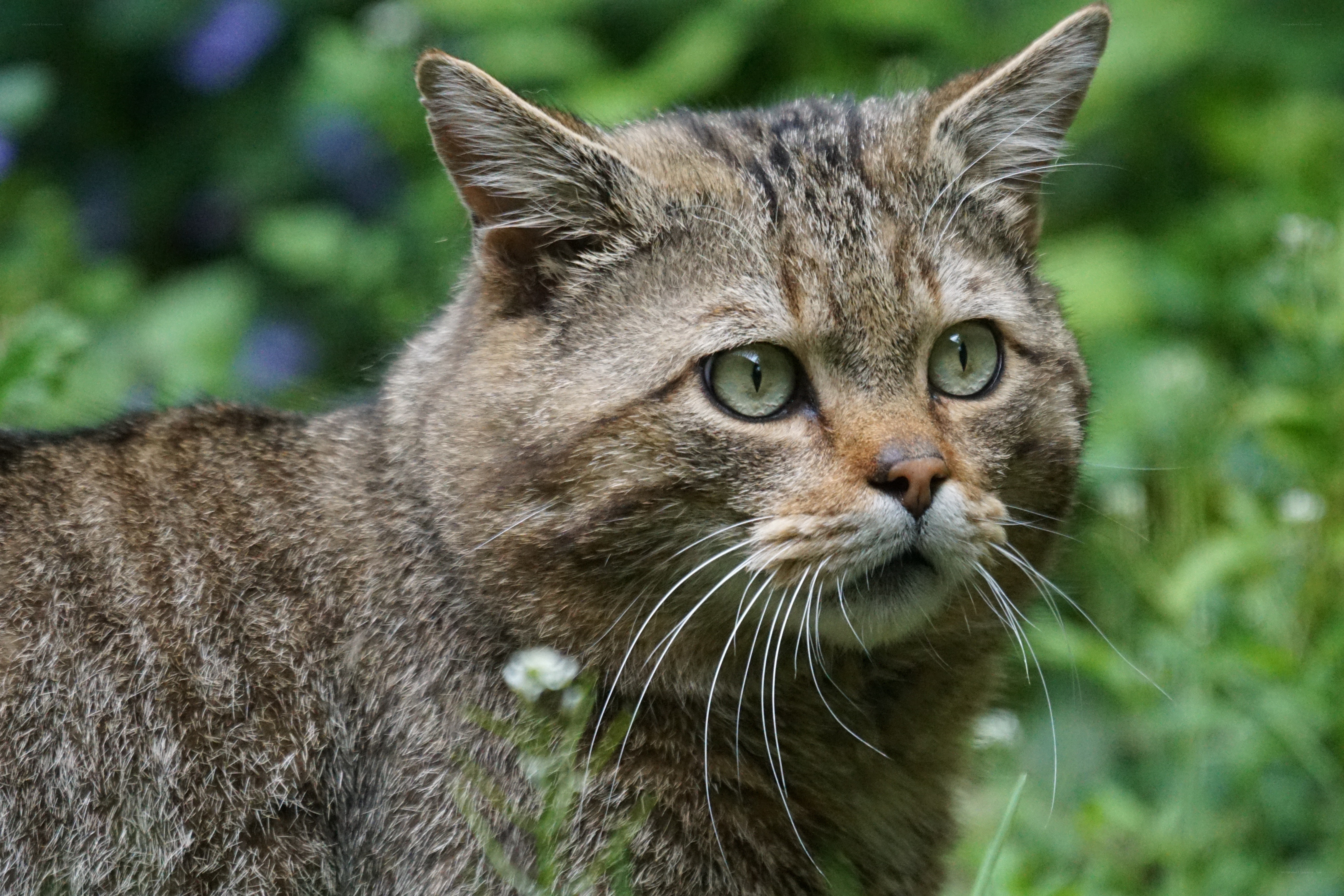 wild cat in green foliage