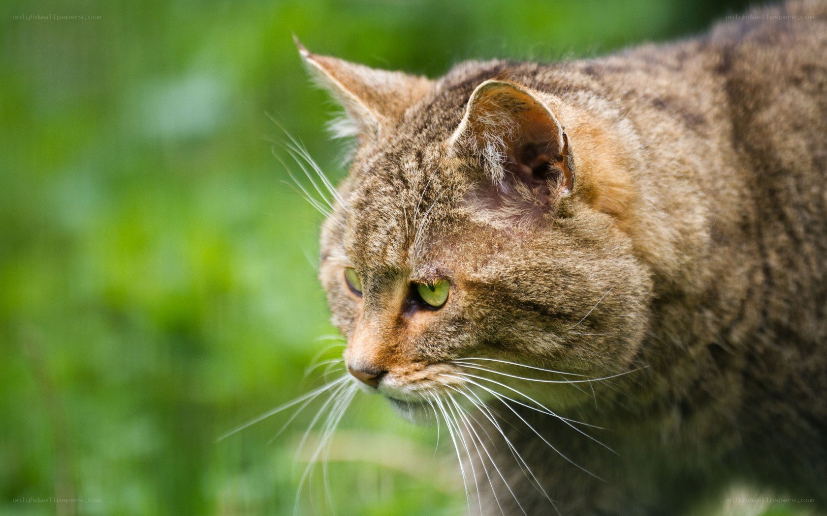 wild cat in green grass