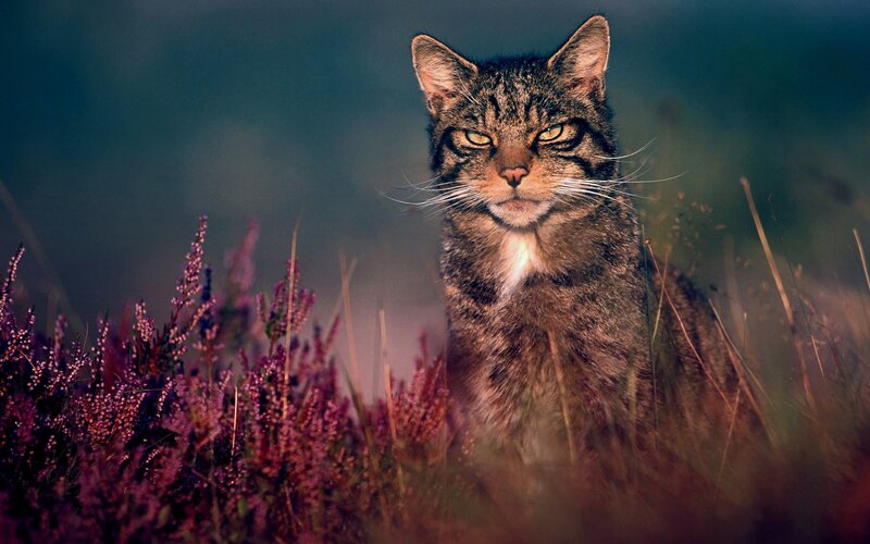 Wild Cat in Heather — Brown, Alert, Sunset, Photograph
