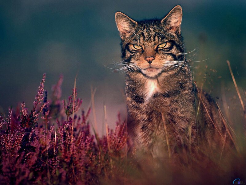 Wild Cat in Heather — Brown, Alert, Sunset