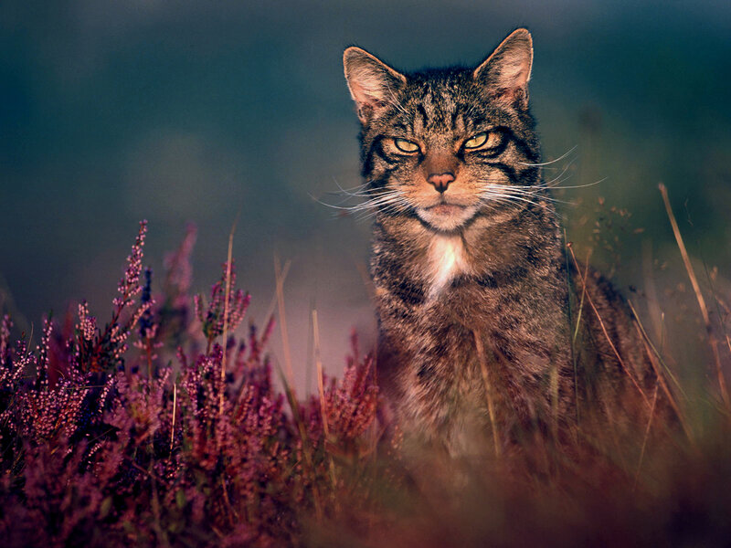 Wild Cat in Heather — Brown