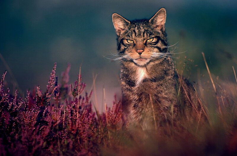 Wild cat in heather