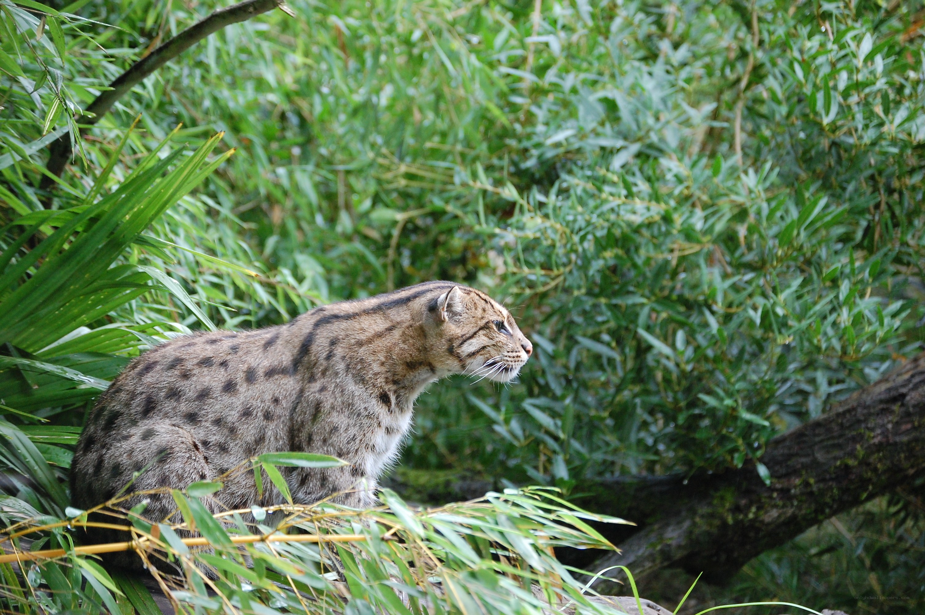 Wild cat in lush greenery