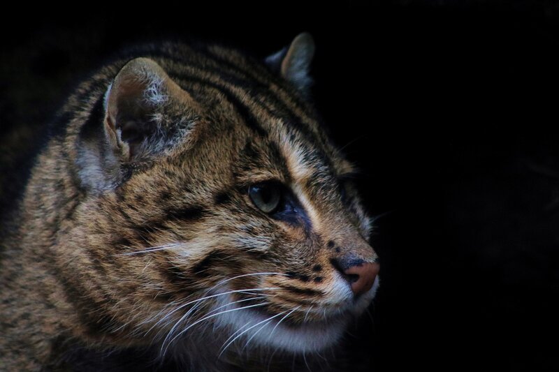 Wild Cat in Profile