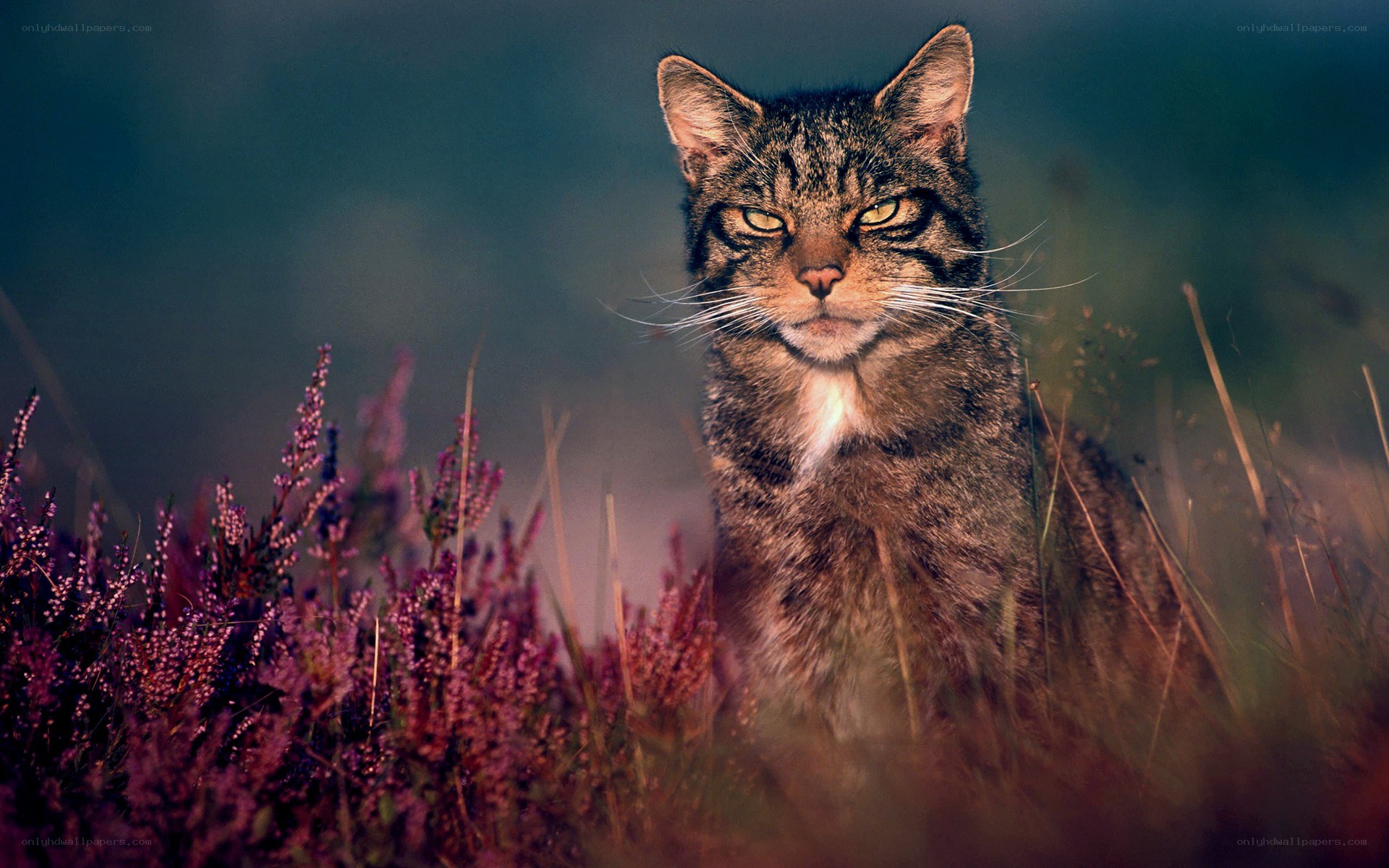 Wild cat in purple heather