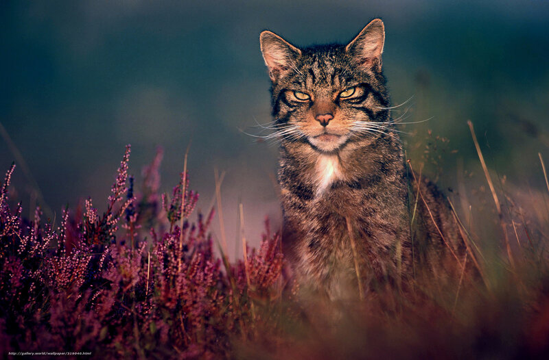 Wild cat in purple heather