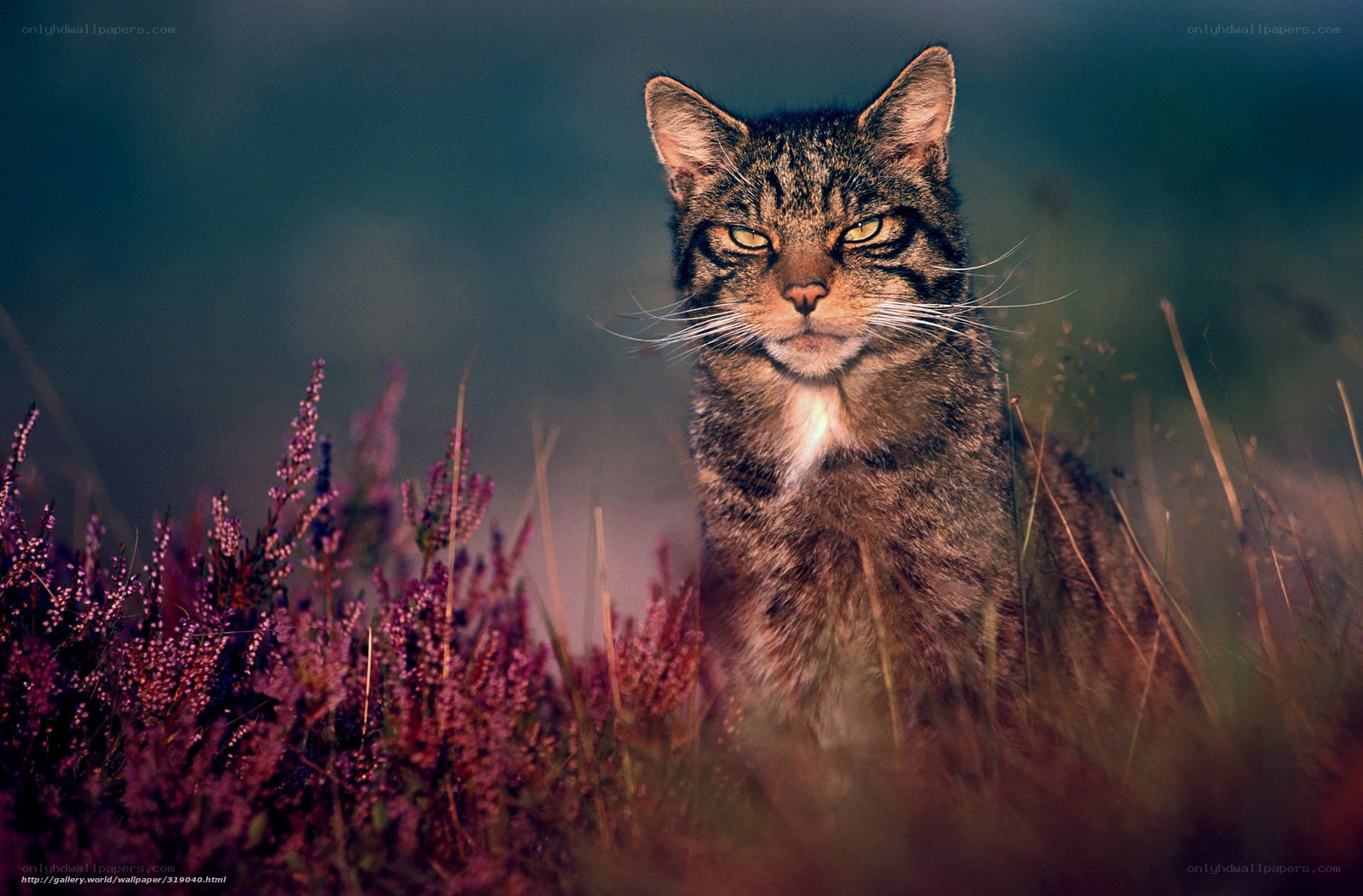 Wild cat in purple heather