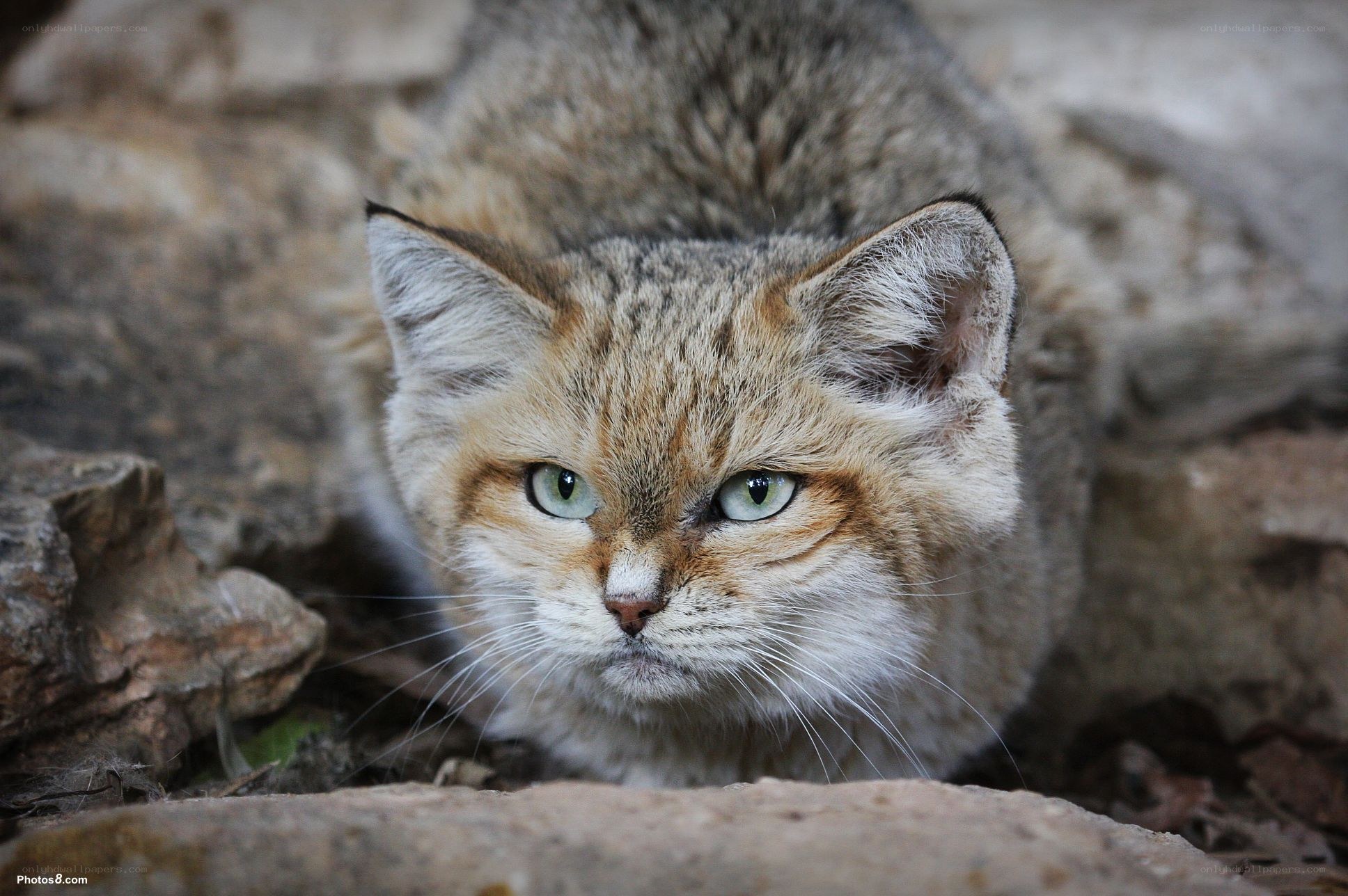 Wild cat in rocky terrain