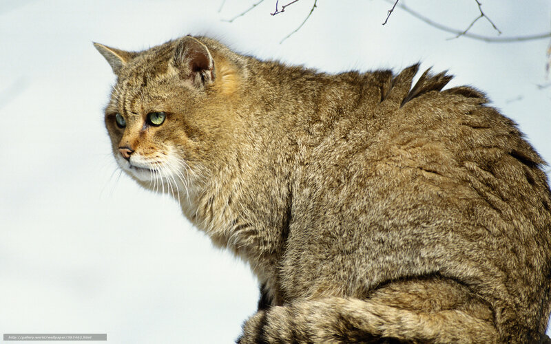 Wild Cat in Snow — Brown
