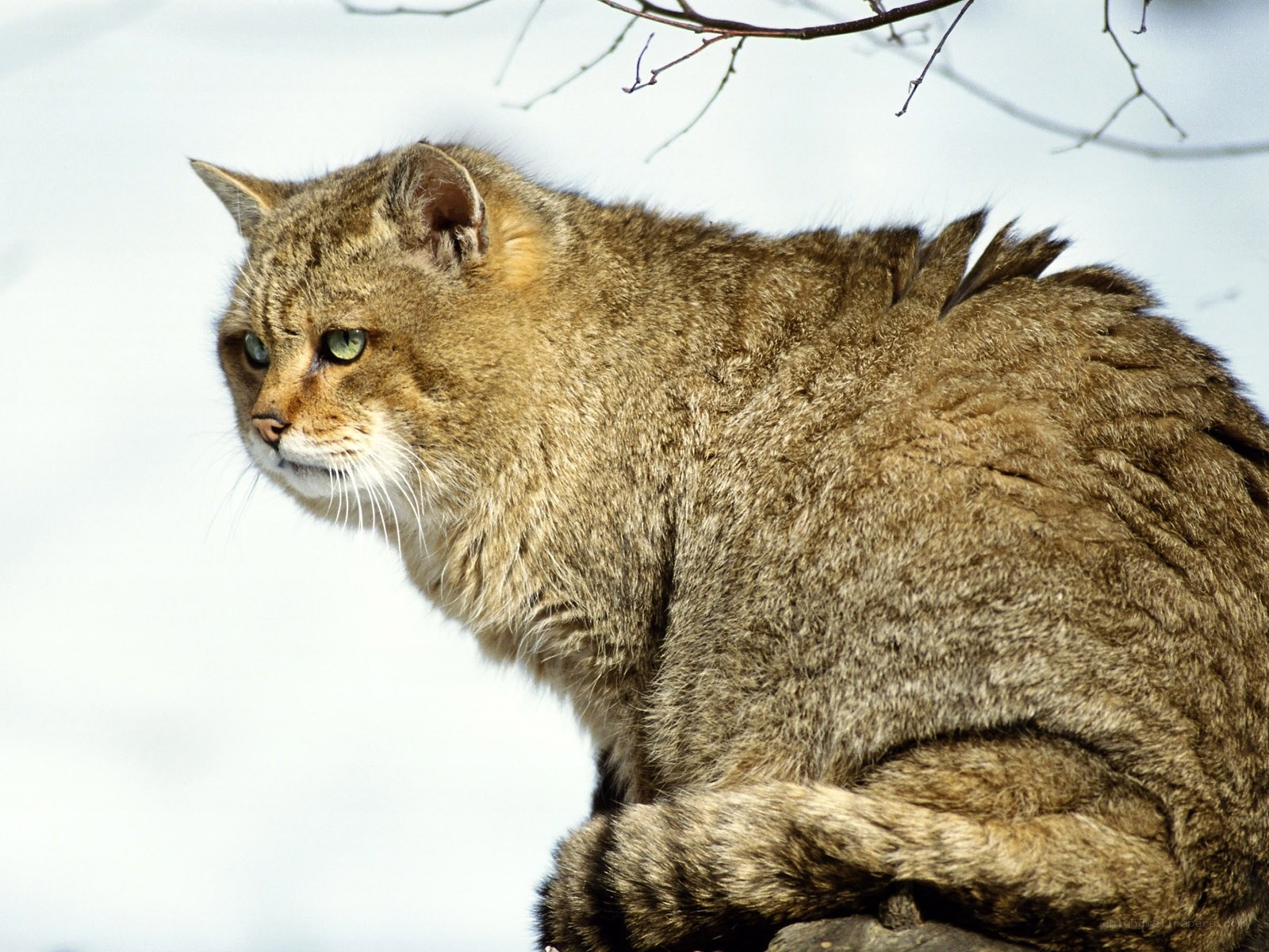 Wild cat in snowy landscape