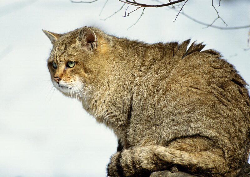 Wild cat in the snow