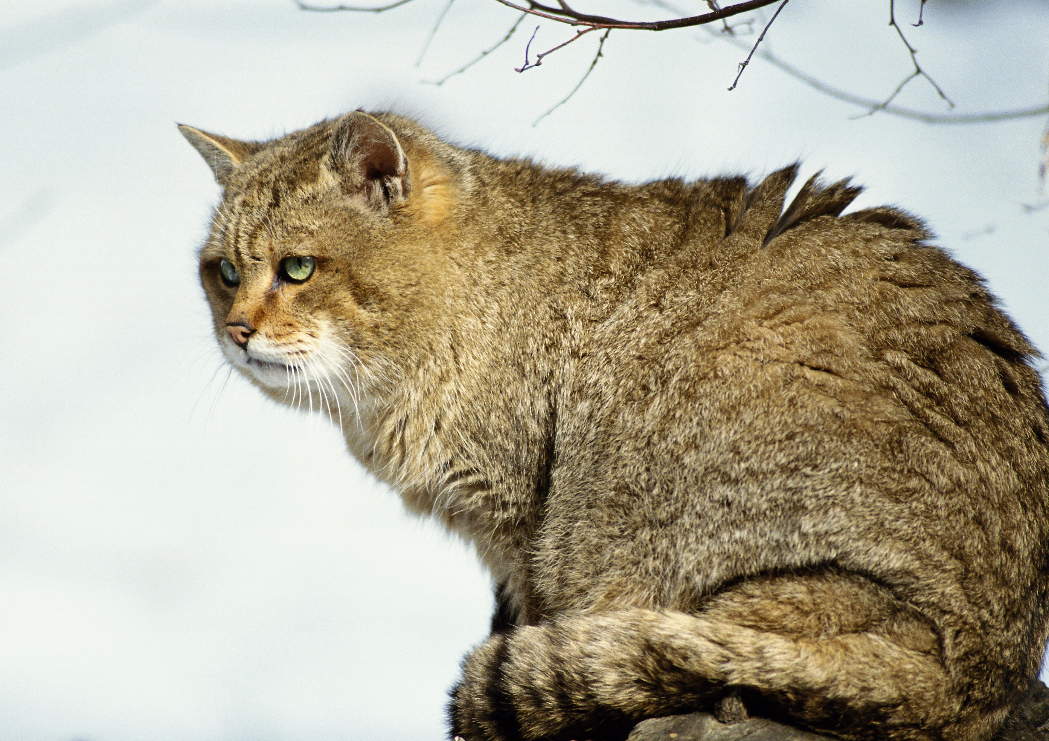 Wild cat in the snow