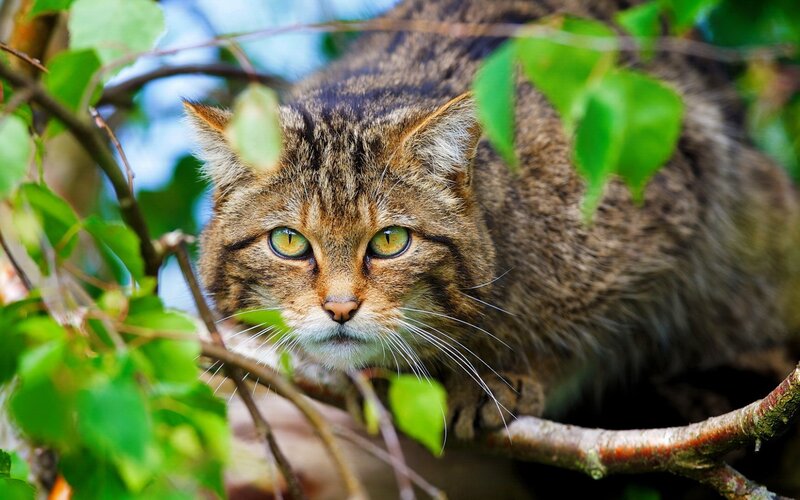 Wild Cat in Tree
