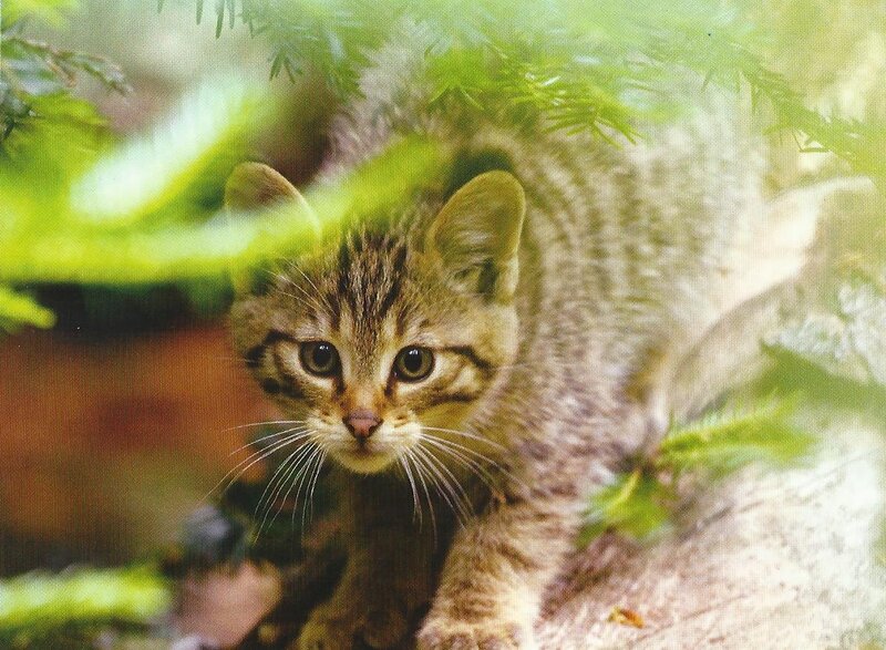 Wild Cat Kitten — Brown