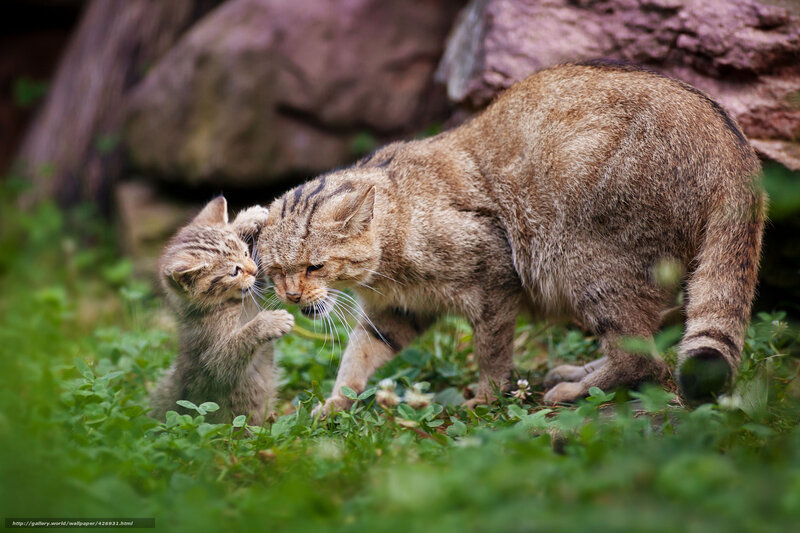 Wild cat mother and kitten