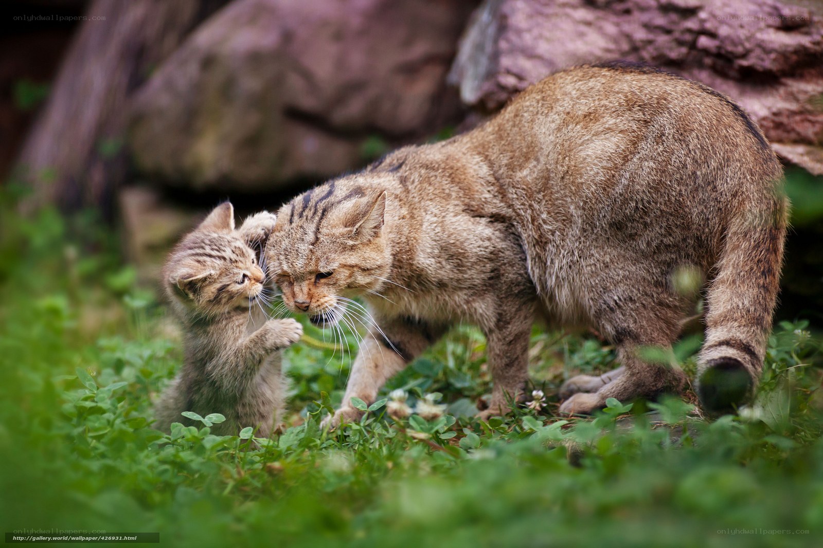 Wild cat mother and kitten