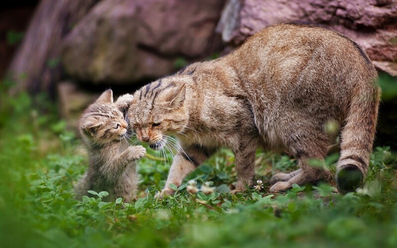 Wild cat mother and kitten