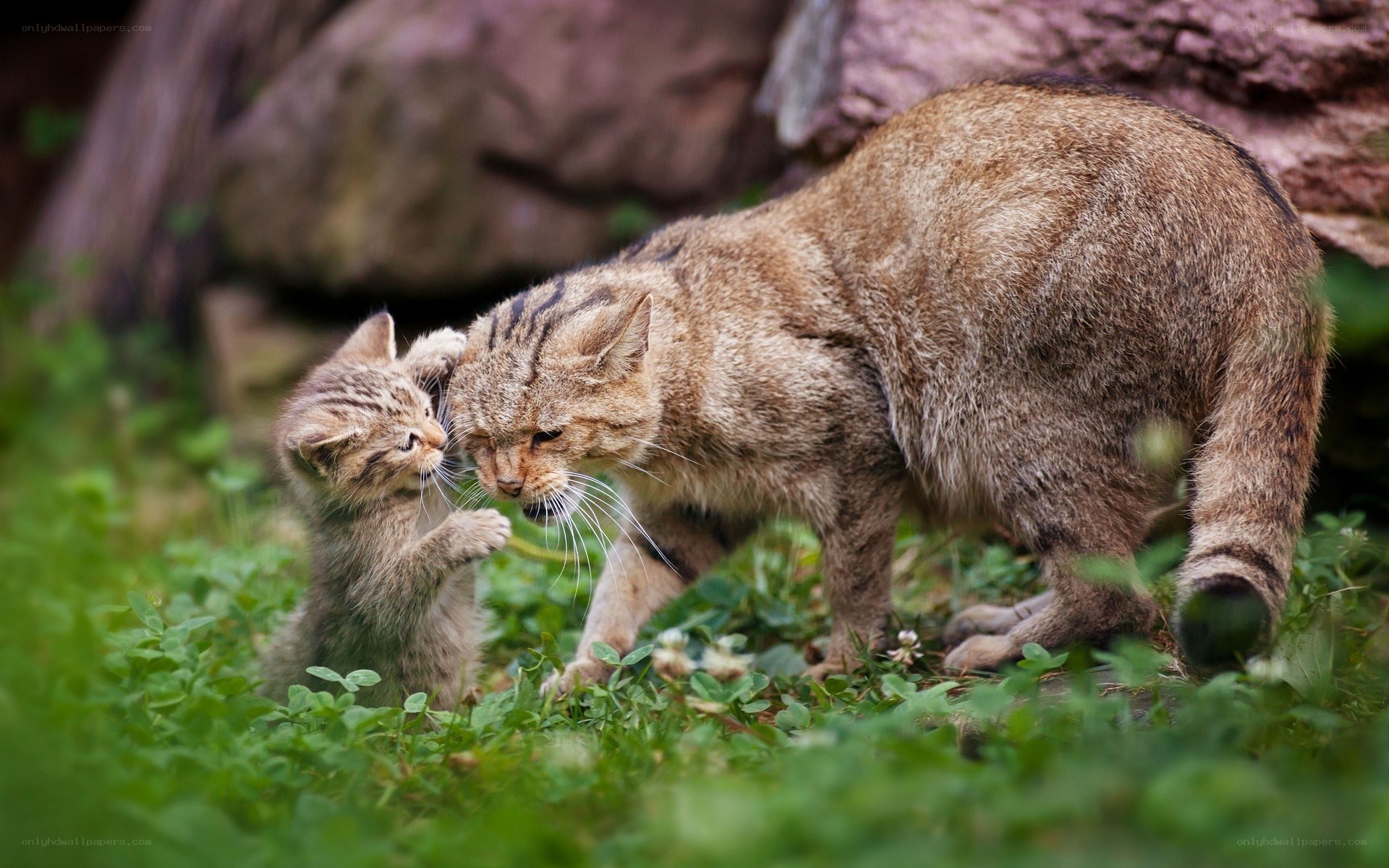 Wild cat mother and kitten