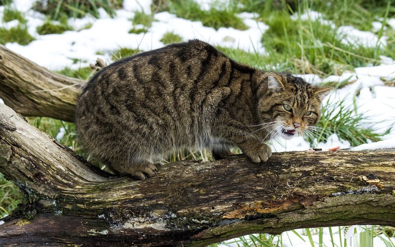 Wild cat on a log