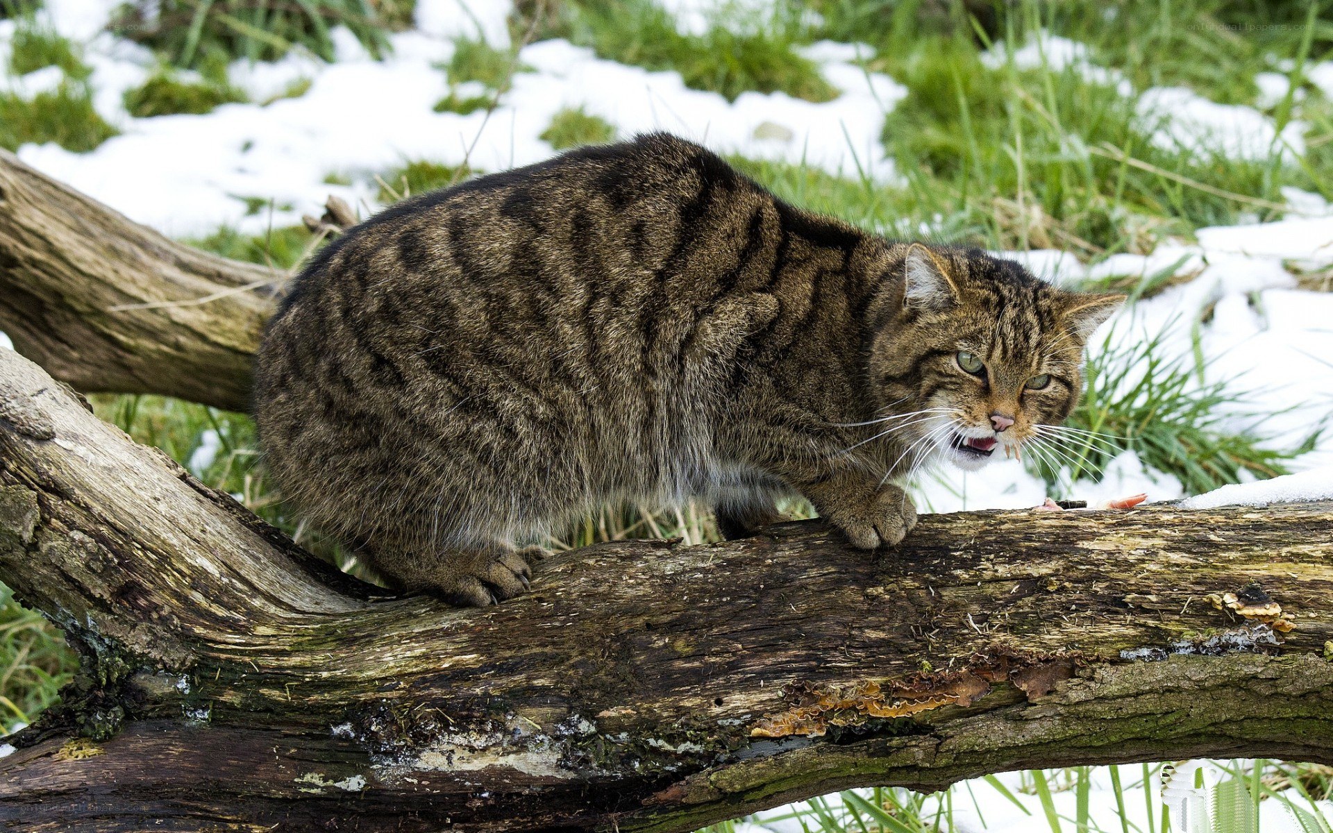 Wild cat on a log