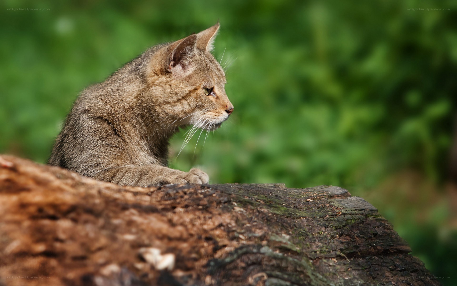 Wild cat on a log