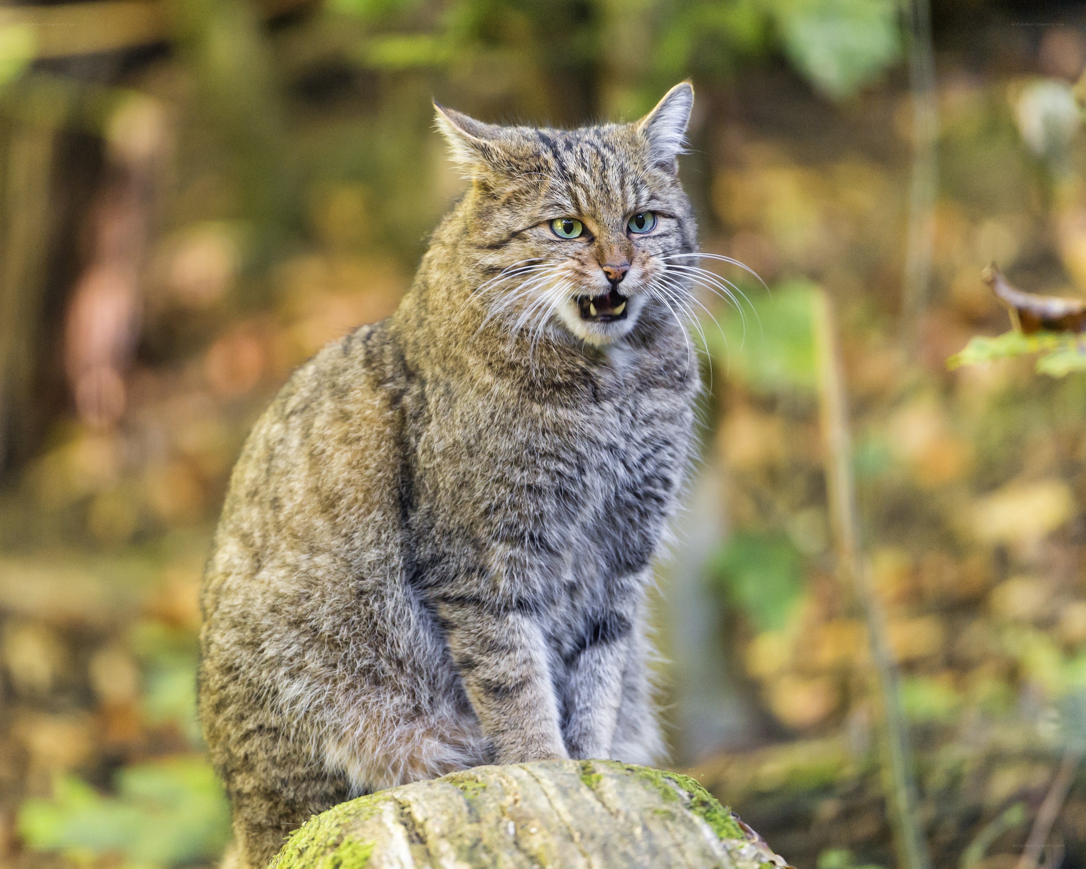 Wild cat on a log