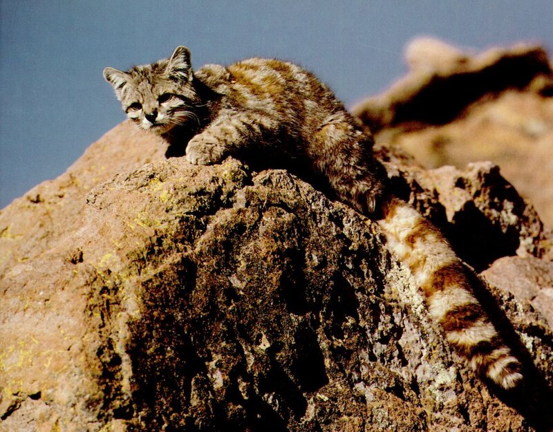 Wild Cat on a Rock