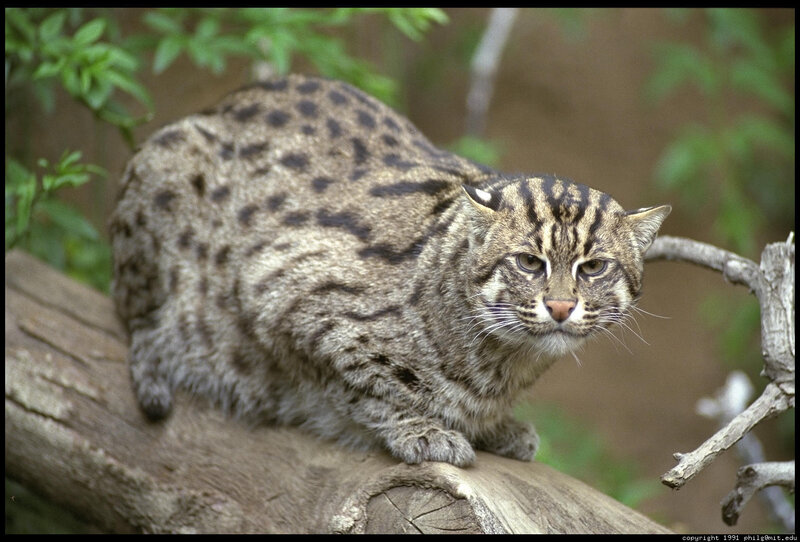 Wild cat on a tree branch