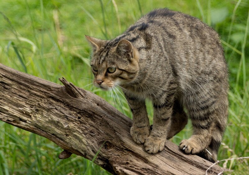 Wild Cat on Log — Brown, Alert