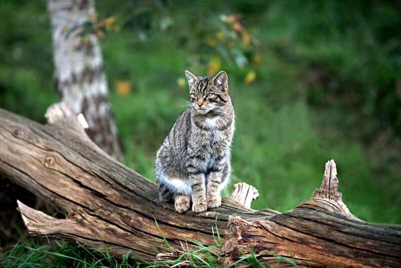Wild Cat on Log