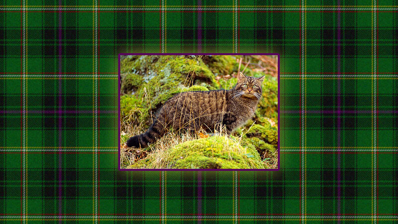 Wild Cat on Moss