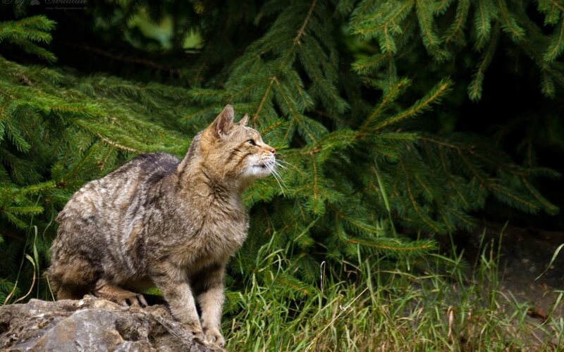 Wild Cat on Rock