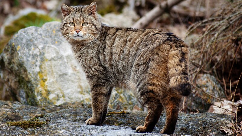 Wild Cat on Rocks — Brown, Alert