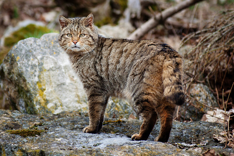 Wild Cat on Rocks — Brown