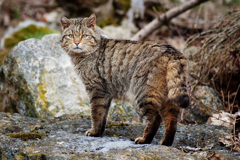 Wild Cat on Rocks